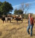 Emily Jane McTavish, a doctoral student in the lab of UT Biology professor David Hillis, hanging out with some of the Longhorns at Hillis's Double Helix Ranch.