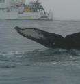 NOAA research vessels are used to conduct marine mammal and ecosystem surveys, as shown here.