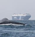 Researchers have identified areas off southern California with high numbers of whales and assessed their risk from potentially deadly collisions with commercial ship traffic.