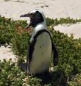 Only one penguin species lives in Africa today, but newly found fossils confirm that as many as four penguin species coexisted on the continent in the past.