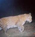 Camera traps set up at night in a densely populated region of India virtually devoid of wilderness revealed leopards, striped hyenas, jackals -- and lots of people.