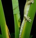 University of Akron researchers discover why geckos keep a firm grip on leaves and tree trunks in wet natural habitat.