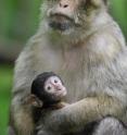 This shows a mother and baby Babary macaque at Trentham Monkey Fores in Staffordshire, United Kingdom. The stress hormone levels in female macaques has been directly linked to their behavior demonstrating that higher levels are found in middle ranking macaques that display more agonistic behavior.