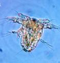 This is a copepod nauplius.
