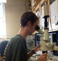 In a new study published in <i>Global Change Biology</i>, Sean Bignami a Ph.D. candidate at the University of Miami Rosenstiel School of Marine & Atmospheric Science published the results of a study on the effects of acidification on the larvae of cobia (<i>Rachycentron canandum</i>). Cobia are large tropical fish that spawn in pelagic waters, highly mobile as they mature, and a popular species among recreational anglers.