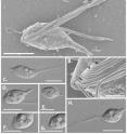 This is the morphology of Cthulhu macrofasciculumque by differential interference contrast light microscopy and scanning electron microscopy.