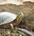 Turtles have evolved slowly, a new study confirms. Decoding the genome of the western painted turtle reveals new clues to their longevity and ability to survive without oxygen during long winters.