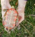 The western painted turtle is known for distinctive red markings on the underside of its shell.