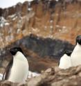 The population size of an Ad&#233;lie penguin colony on Antarctica's Beaufort Island increased 84 percent as the ice fields retreated between 1958-2010, with the biggest change in the last three decades.