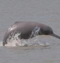 This image shows a rare sight of the fast and shy Ganges river dolphin.