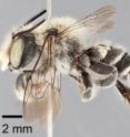 This image shows the male holotype of the newly described bee, <i>Megachile chomskyi</i>.
