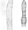 This is a line drawing of <i>Eisenia nordenskioldi mongol</i>, one of the new species.