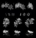 Each set of three images is a single snowflake viewed from three angles by the Multi-Angle Snowflake Camera developed at the University of Utah and spinoff company Fallgatter Technologies.