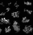 These fluffy snowflakes, known as aggregates, form when snow crystals collide with other snow crystals. Many of these flakes also show some riming, or an icy coating. A new high-speed, three-camera system developed at the University of Utah made these pictures as the snowflakes fell.