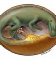 This is a flesh reconstruction of embryonic dinosaur inside egg.