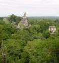 This is a view of the jungle and ruins of Tikal.