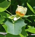 The extraordinary level of conservation of the tulip tree (<i>Liriodendron tulipifera</i>) mitochondrial genome has redefined our interpretation of evolution of the angiosperms (flowering plants), finds research in biomed Central's open access journal <i>BMC Biology</i>.