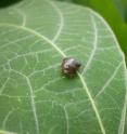 Researchers found kudzu bugs were able to feed exclusively on soybeans, reach maturity and reproduce. This means the crop pests could spread much further than previously thought.