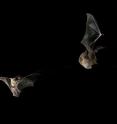 Bats must carefully balance physiological mechanisms in response to variation in factors such as ambient temperature, availability of food, and mating requirements. <I>Myotis daubentonii</I> funnels a prey insect with the aid of the wing into the tail pouch to eat it during flight.