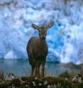 The endangered Huemul deer, a Chilean icon, is returning to former habitat thanks to collaborative conservation efforts.