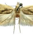 This image shows <i>Ypsolopha straminella</i> one of the newly described species.