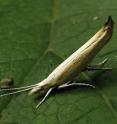 This image shows <i>Ypsolopha blandella</i> in pose of rest.