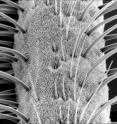 This photo shows a section of male moth antenna showing sensory hairs that detect the female-produced pheromone.