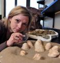 Darla Zelenitsky from the University of Calgary collaborated with David Varricchio at Montana State University to closely examined the shells of fossil eggs from a small meat-eating dinosaur called Troodon.