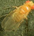 When faced with impossible circumstances beyond their control, animals, including humans, often hunker down as they develop sleep or eating disorders, ulcers, and other physical manifestations of depression. Now, researchers reporting in the Cell Press journal <I>Current Biology</I> on April 18 show that the same kind of thing happens to flies.