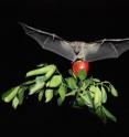 This is a picture of a bat honing in on an apple.
