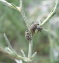 This is a photo of <I>Larinus minutus</I>, a weevil introduced to combat the invasive diffuse knapweed in western North America. The effectiveness of the weevil and other biological agents may be reduced when species combinations work against each other.