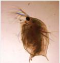 Researchers exposed <i>Daphnia</i> to varying levels of an insecticide called pyriproxyfen. The pyriproxyfen exposure resulted in <i>Daphnia</i> producing more male offspring (like that seen here) and fewer offspring in total, with higher doses exacerbating both effects.