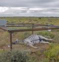 To test their hypothesis, researchers found seven zebra and one wildebeest that had just died, in the wild, from anthrax infection. All of the carcasses were left where they fell, but four were protected from scavengers by electrified cage exclosures. The other four were left completely open to the elements.