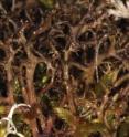 This image shows the habitat of the Spiny Heath Lichen (<i>Cetraria aculeata</i>).