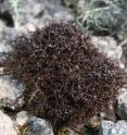 The spiny heath lichen <i>Cetraria aculeata</i> occupies an extremely wide ecological niche. Potter Peninsula, King George Island.