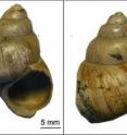 Michael Hren of the University of Connecticut and his coauthors examined these carbonate shells of the freshwater gastropod <I>Viviparus lentus</I> from the Hampshire Basin, United Kingdom. They used a clumped-isotope thermometer technique to determine the concentration of bonded heavy oxygen and carbon isotopes in these shells, which gives a picture of land temperatures during the Eocence-Oligocene transition, about 34 million years ago. Terrestrial temperatures were determined to be closely linked to atmospheric carbon dioxide.
