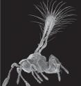 This image shows a female <i>Tinkerbella nana</i> specimen. The scale line = 100 &#956;m.