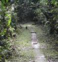 This image shows the typical fairy-like habitat of <i>Tinkerbella nana</i> (La Selva Biological Station, Costa Rica).
