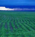 This shows rain over a soybean field at Tanguro Ranch in the Upper Xingu watershed, Mato Grosso, Brazil. Intensive crop farming in the Amazon depends on regular rainfall, but lower amounts of water returned to the atmosphere from cropland compared with forest has the potential to change rainfall amount and timing over large areas.