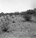This photograph was taken in 1958 by stake 912 in a flat area in the western part of the Desert Laboratory grounds on Tumamoc Hill in Tucson, Ariz. The plot's dominant shrubs are creosote bush (<i>Larrea tridentate</i>) and white ratany (Krameria grayi) plus some triangle-leaf bursage (<i>Ambrosia deltoidea</i>) and species of cholla cactus.
