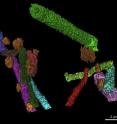 A 3D reconstruction of tubular <i>Gunflintia</i> fossils being eaten by heterotrophic bacteria (orange spheres and rod-shapes) gives the first ever snapshot of organisms eating each other, Oxford University and University of Western Australia scientists report.