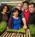 Salk researchers from left: Joanne Chory, Yongxia Guo, Joseph Noel, Zuyu Zheng and James J. La Clair.