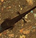 This image shows <i>Salamandra salamandra gallaica</i> larvae recorded ingesting a <i>Rana iberica</i> tadpole.