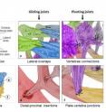 This image shows how joints are connected in the armored plates in the seahorse's tail.