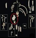 Following an in-depth examination of an ancient ape, a University of Missouri integrative anatomy expert says the shape of the specimen's pelvis indicates that it lived near the beginning of the great ape evolution, after the lesser apes had started to develop separately but before the great ape species began to diversify.