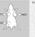 The picture shows the results of the imaging experiment on a tumor-bearing mouse, a) localization of the three lines of tumor cells, b) localization of the labeled antibody c) localization of Zn-containing injected radioactive agent.

Their second prototype of the system, called GREI–II and presented today in the <i>Journal of Analytical Atomic Spectrometry</i>, enables them to visualize multiple bio-metal elements more than 10 times faster than before, and to do so simultaneously with positron emission tomography (PET).
