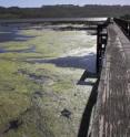 Superoxide-producing bacteria live in dark places like the depths of Elkhorn Slough, Calif.