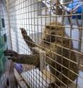 Sabina, an olive baboon at the Seneca Park Zoo in Rochester, N.Y., participates in a University of Rochester study led by cognitive scientist Jessica Cantlon. Sabina, an olive baboon at the Seneca Park Zoo in Rochester, N.Y., participates in a University of Rochester study led by cognitive scientist Jessica Cantlon.