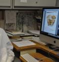 Serguei Triapitsyn is the principal museum scientist in the Entomology Research Museum, UC Riverside.