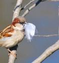 The more feathers a male sparrow carries to the nest, the more eggs the female will lay.